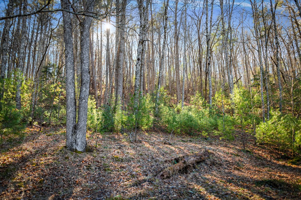 32.3 Maple Grove Road Morganton, GA 30560 - Photo 31 of 46 a view of backyard with plants and trees