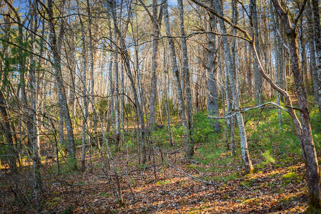 32.3 Maple Grove Road Morganton, GA 30560 - Photo 32 of 46 a backyard of a house with lots of plants and large trees