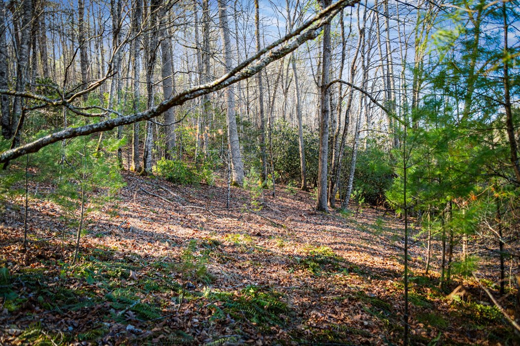32.3 Maple Grove Road Morganton, GA 30560 - Photo 33 of 46 a backyard of a house with lots of green space