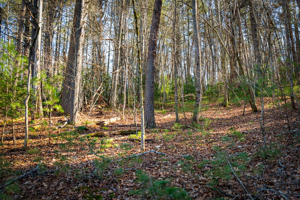 32.3 Maple Grove Road Morganton, GA 30560 - Photo 38 of 46 a backyard of a house with lots of green space
