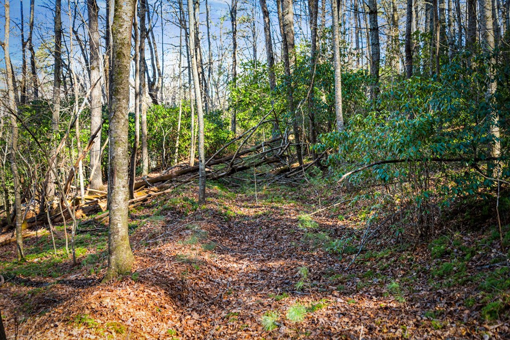 32.3 Maple Grove Road Morganton, GA 30560 - Photo 41 of 46 a view of a yard with plants and large trees