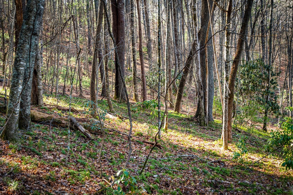 32.3 Maple Grove Road Morganton, GA 30560 - Photo 42 of 46 a view of backyard with green space