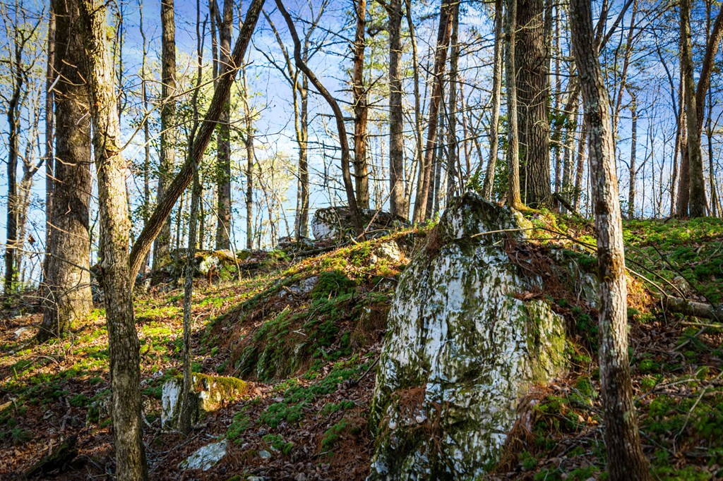 32.3 Maple Grove Road Morganton, GA 30560 - Photo 43 of 46 a view of a yard with plants and trees