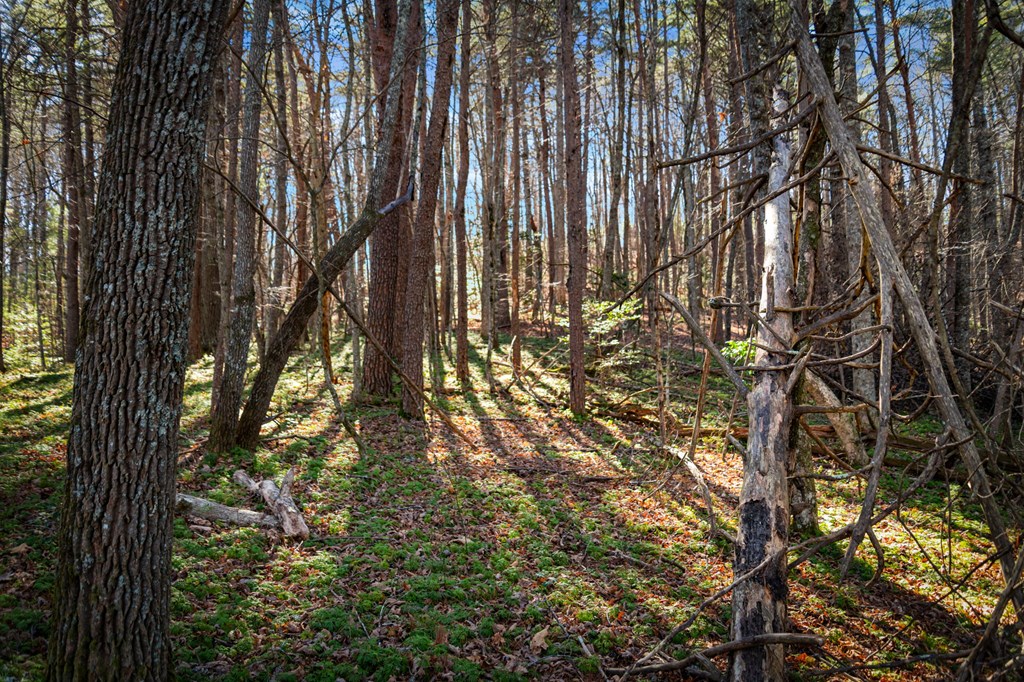 32.3 Maple Grove Road Morganton, GA 30560 - Photo 44 of 46