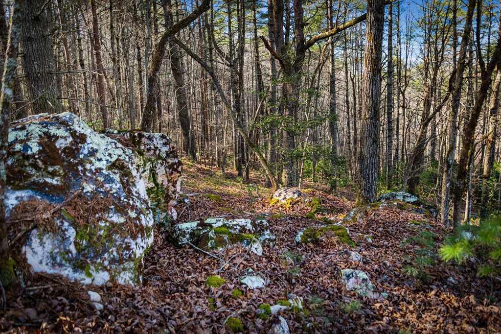 32.3 Maple Grove Road Morganton, GA 30560 - Photo 45 of 46 a view of a forest with trees