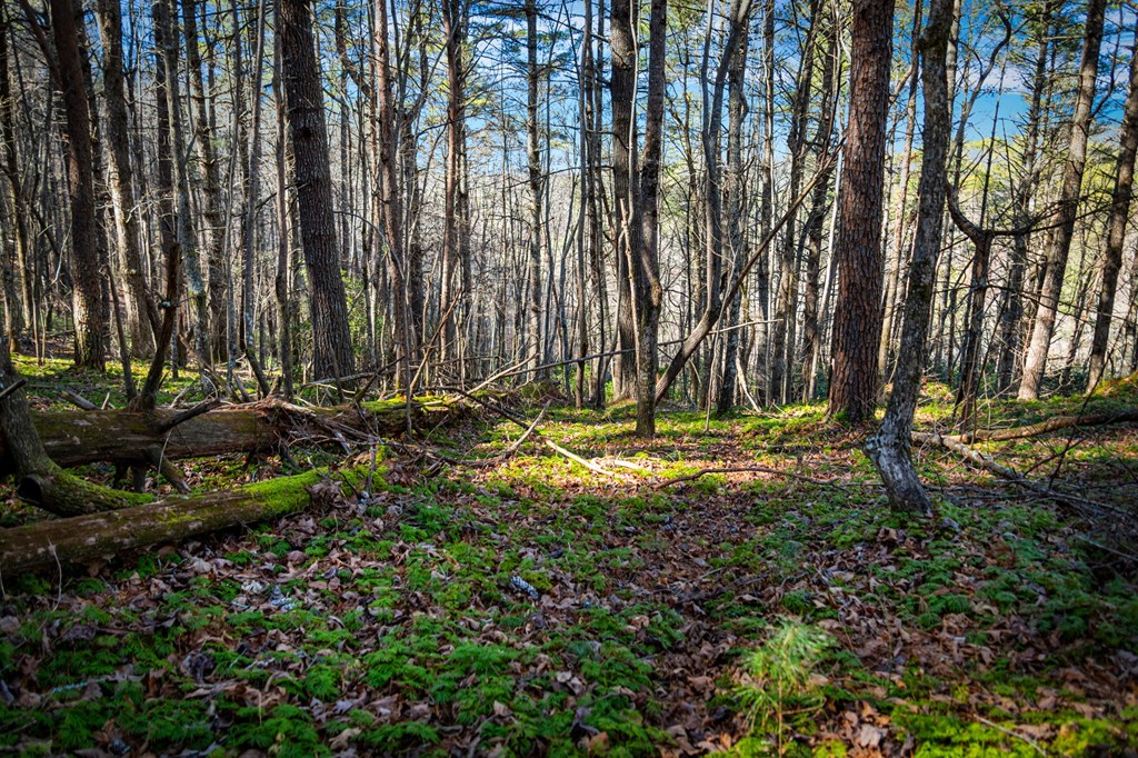 32.3 Maple Grove Road Morganton, GA 30560 - Photo 46 of 46 a view of swimming pool with lawn chairs and plants