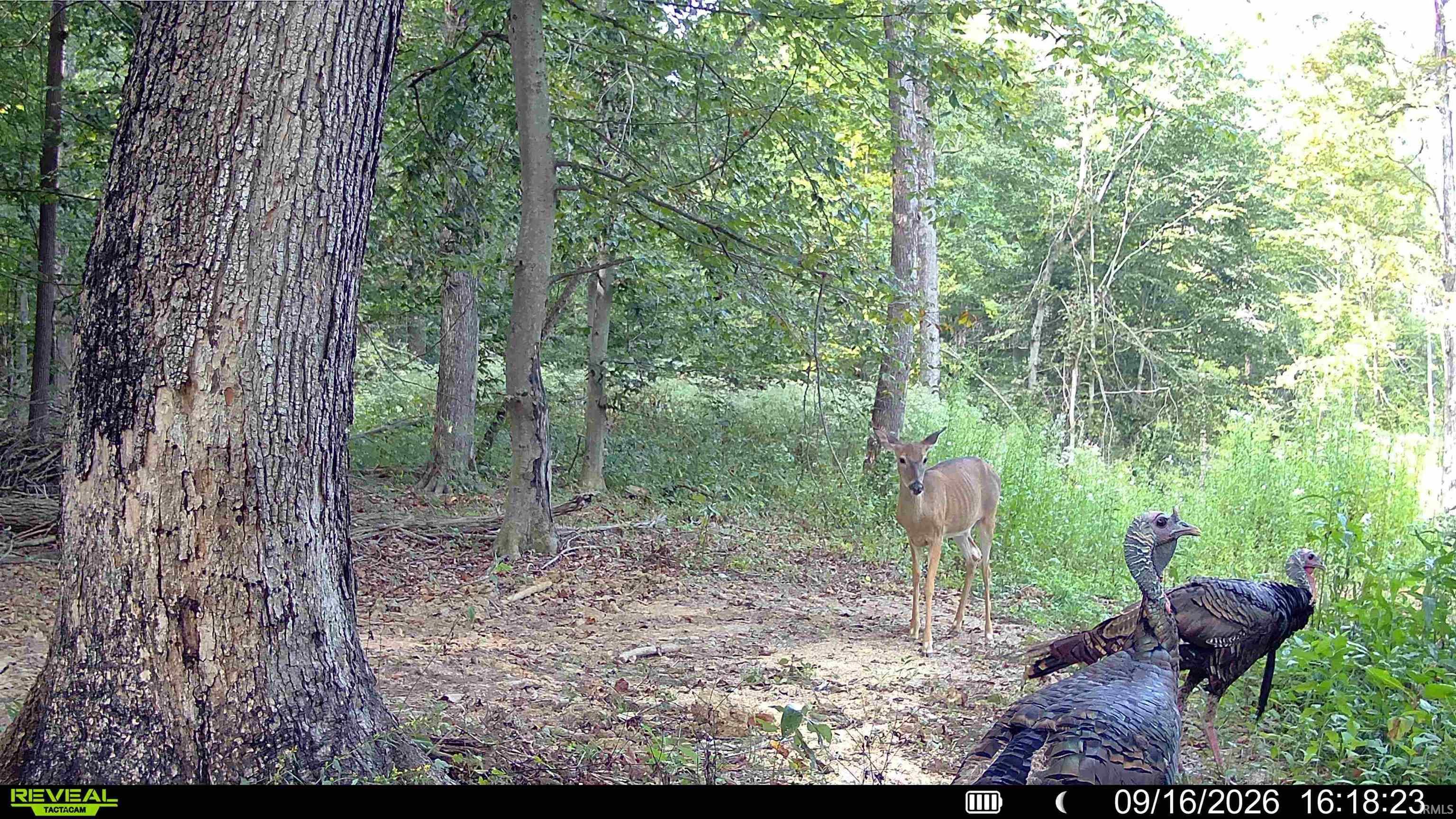 6 Fiscus Cemetery Road Coal City, IN 47427 - Photo 8 of 20 Gallery Image 8