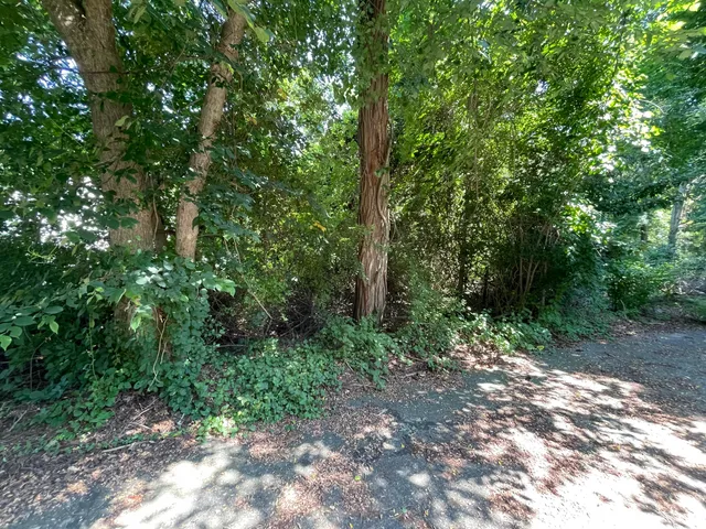 a view of a forest with trees in the background