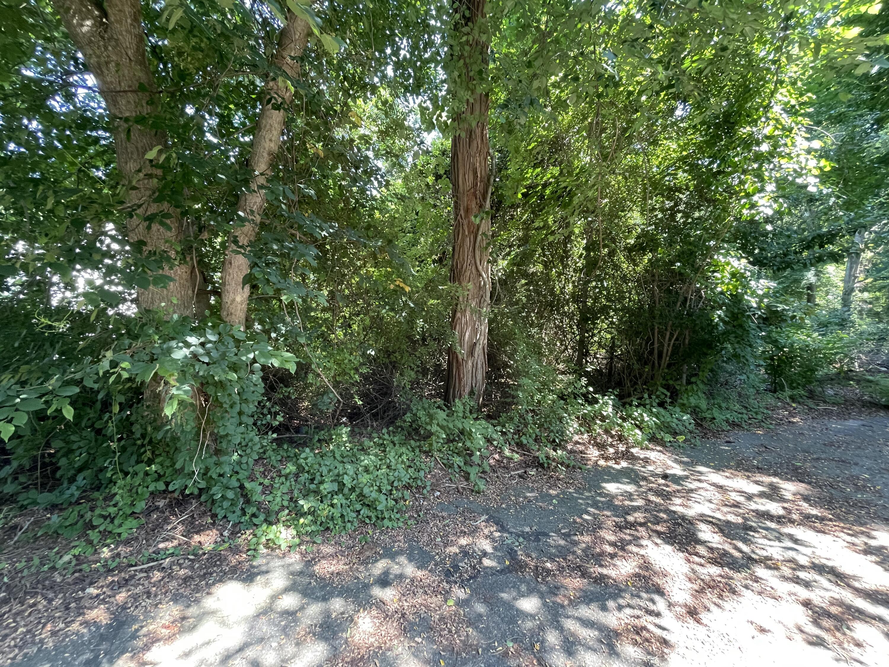 51 Commonwealth Avenue Sagamore, MA 02561 - Photo 5 of 10 a view of a forest with trees in the background