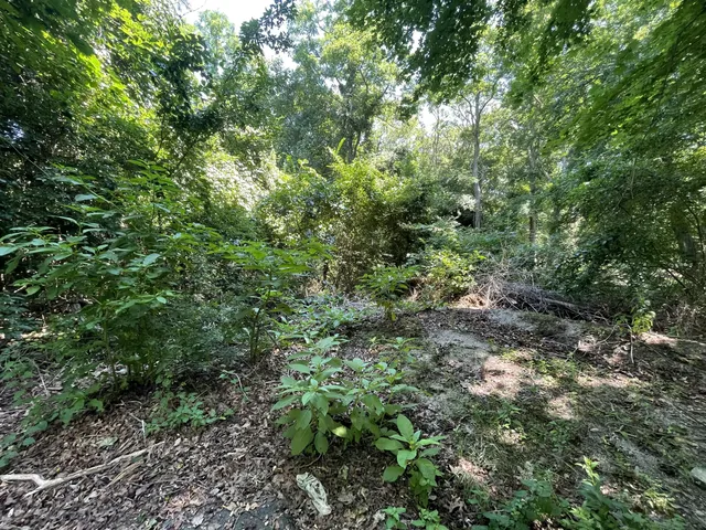 a view of a lush green forest