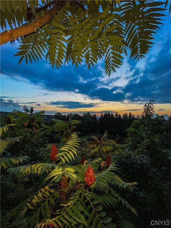 6155 Quarry Road Sullivan, NY 13032 - Photo 8 of 50 Looking west after sunset through the Staghorn Sum