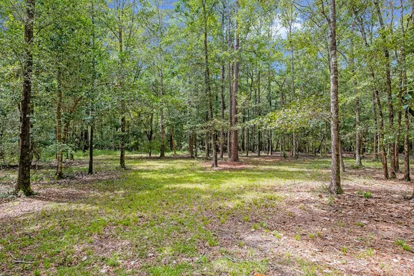a view of a park with a tree