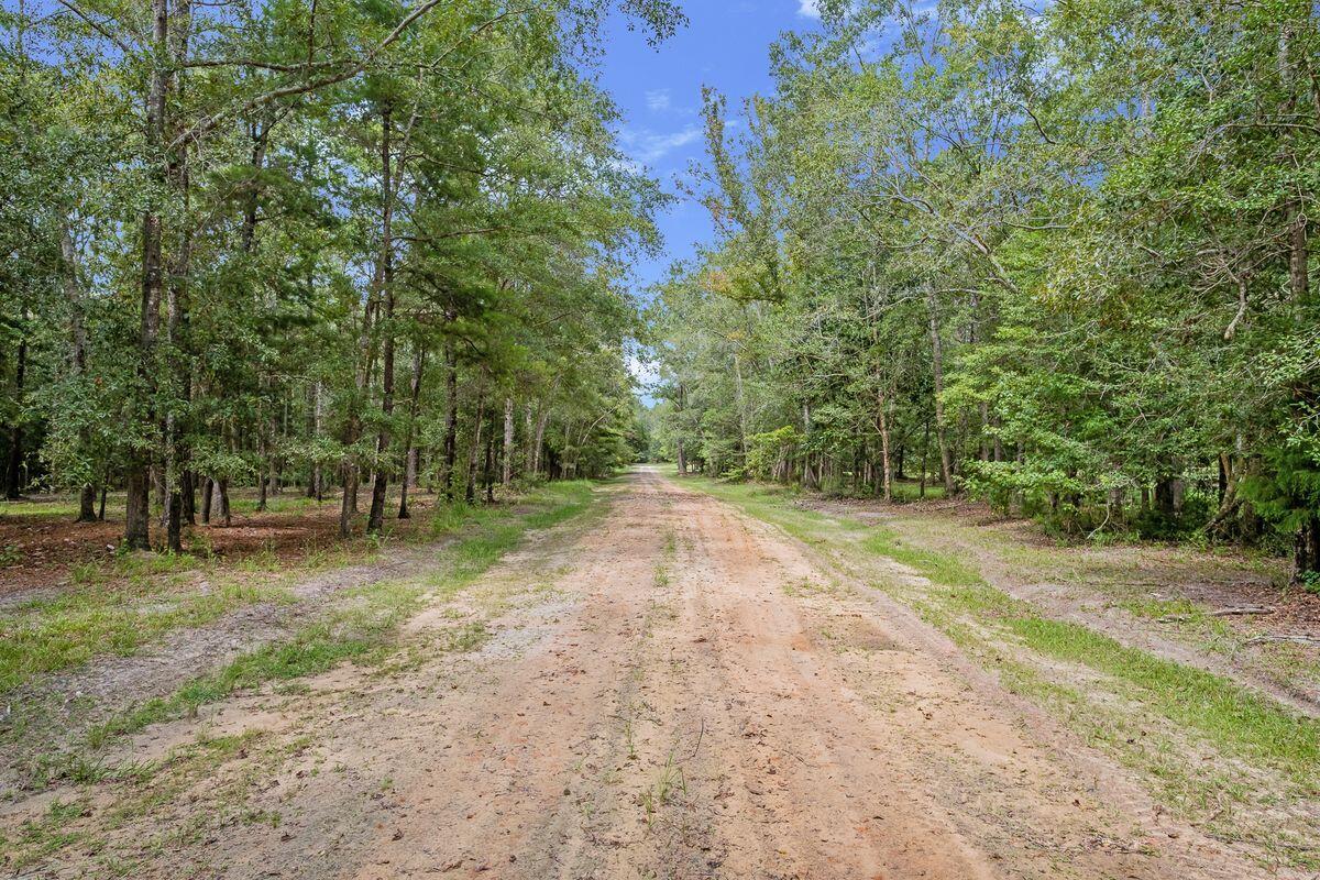 66 Sawmill Road Ponce de Leon, FL 32455 - Photo 9 of 14 a view of a yard with plants and trees