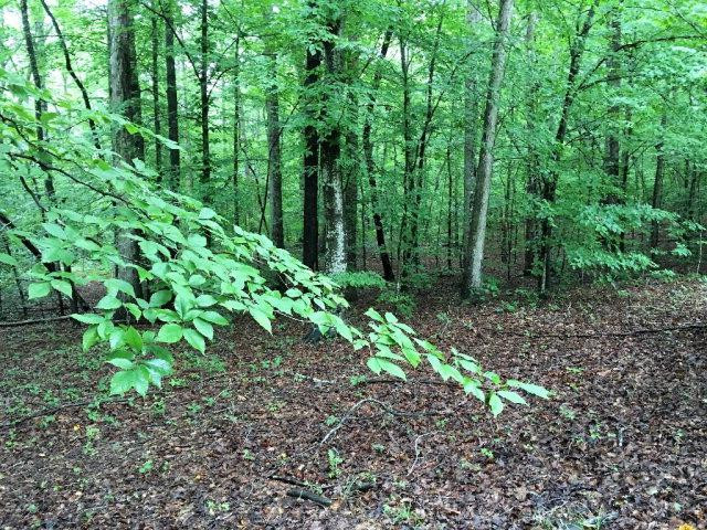 0 Hunting Club Road Irvine, KY 40336 - Photo 9 of 19 Photo 9