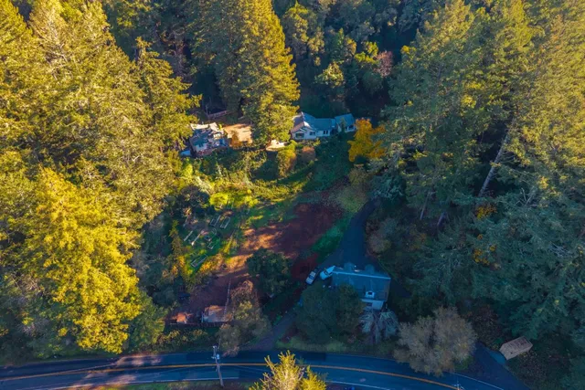 a plant view in yard