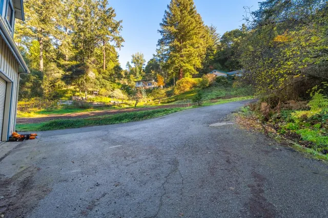 a view of a yard with plants and a large tree