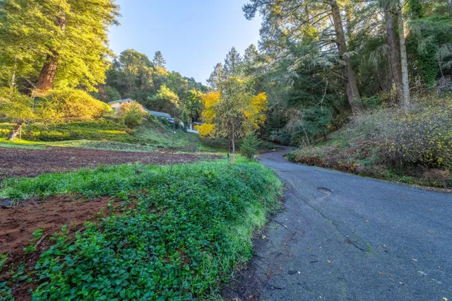 a view of a yard with plants and trees