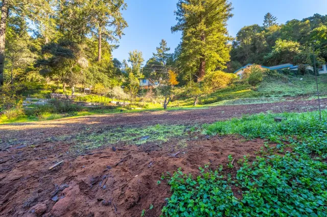 a view of a field with large trees