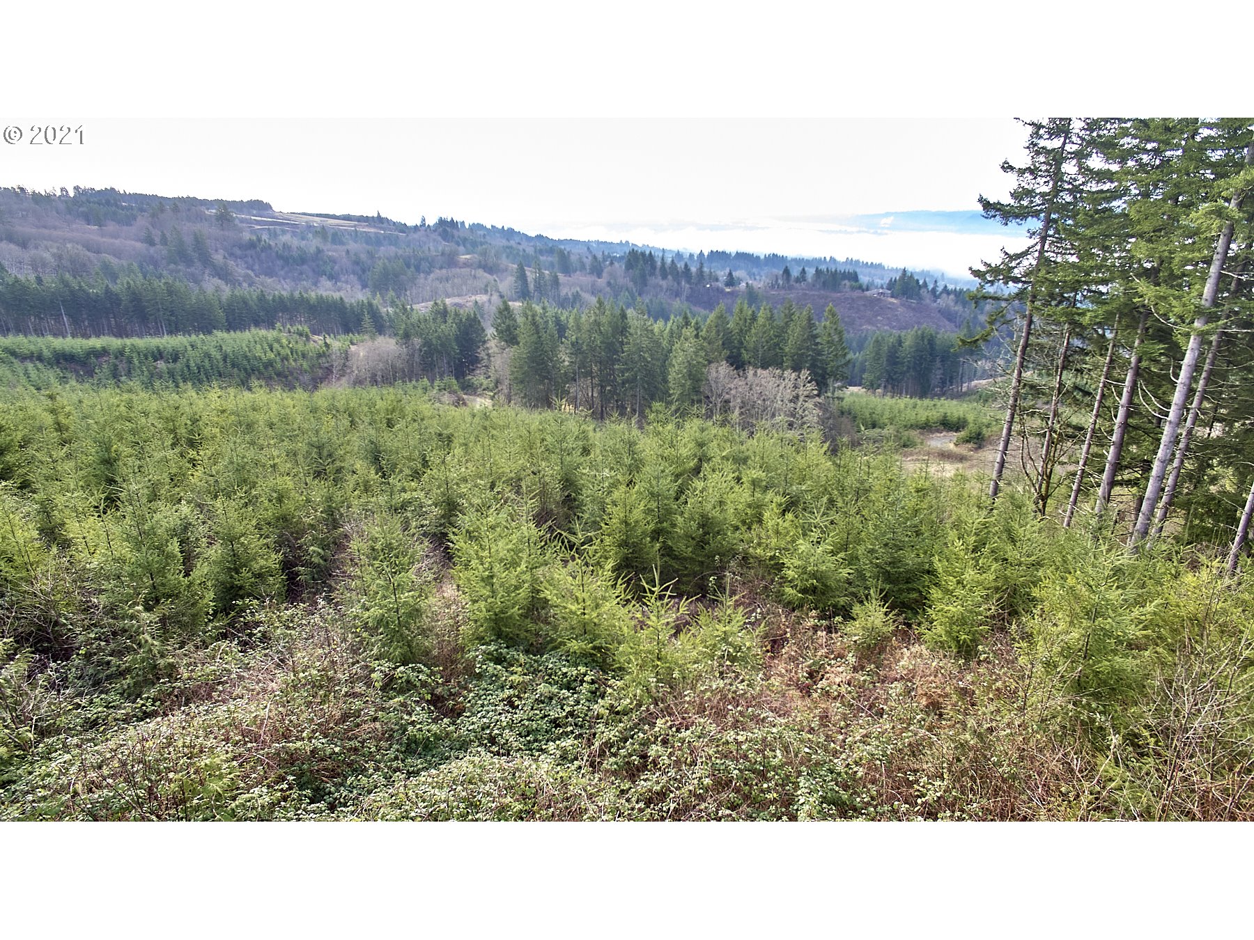1 Green Mountain Road Kalama, WA 98625 - Photo 4 of 8 Gallery Image 4