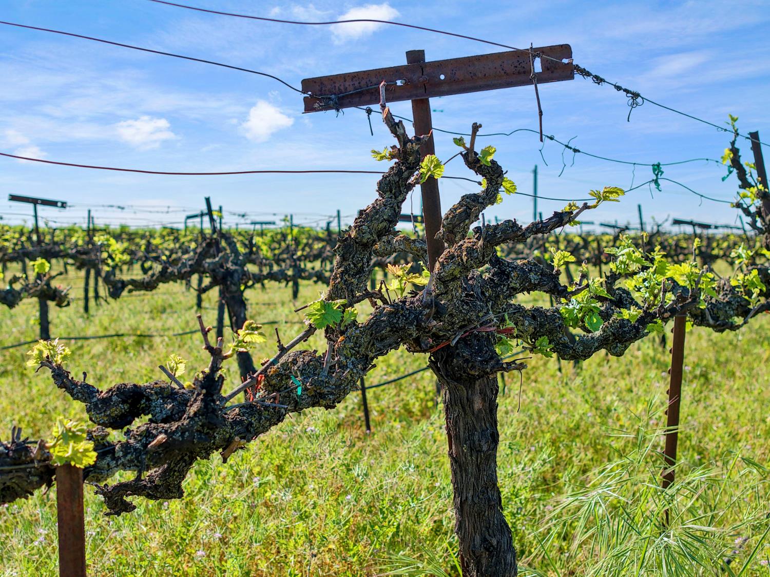 3824 West Sargent Road Lodi, CA 95242 - Photo 27 of 28