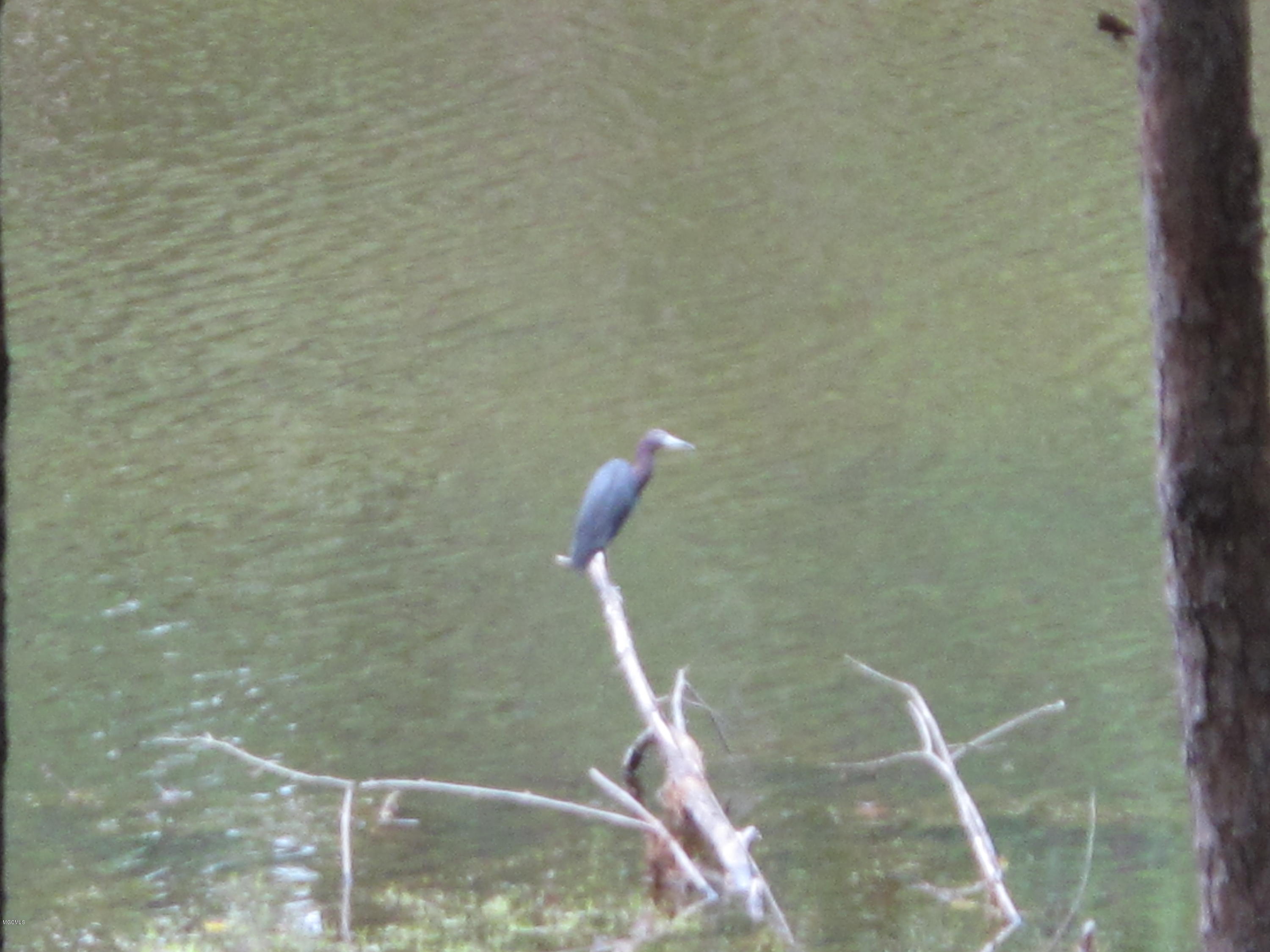 72 Roland Road Perkinston, MS 39573 - Photo 25 of 43 lake bird