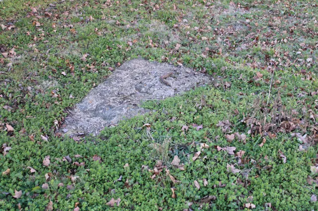a view of a large yard with lots of bushes