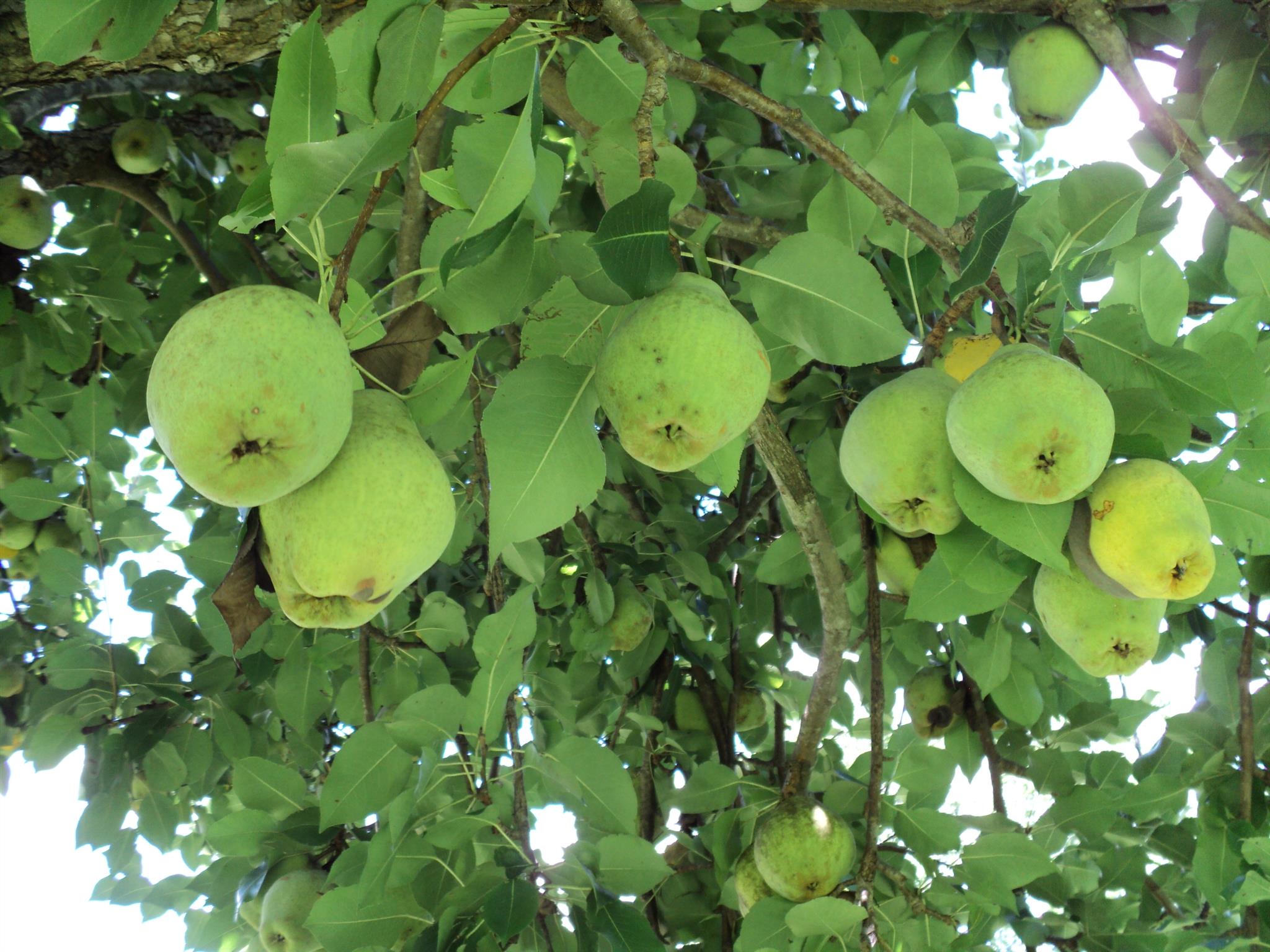 Fully loaded Pear trees.