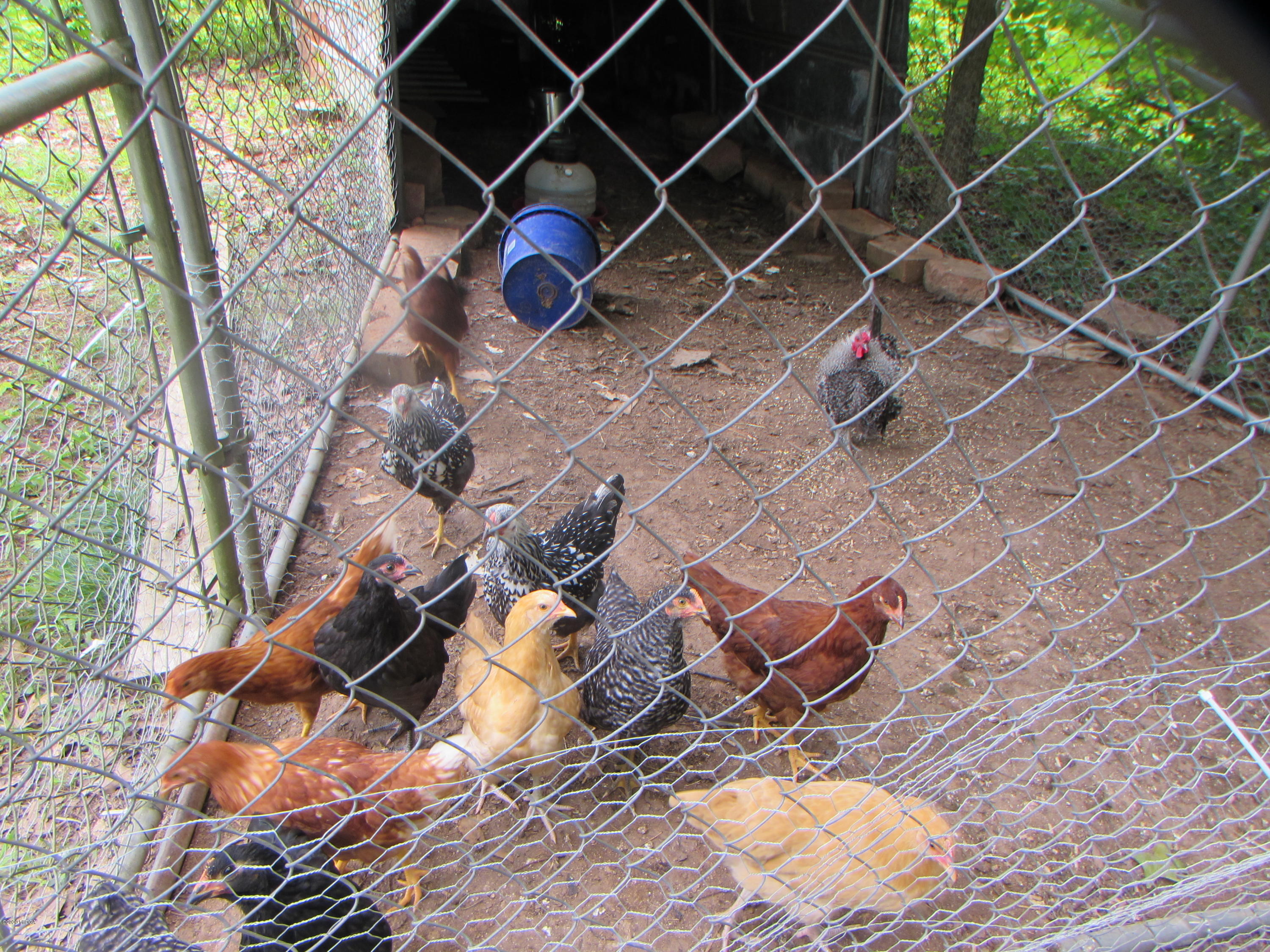 2927 Juliette Road Juliette, GA 31046 - Photo 6 of 26 chicken
