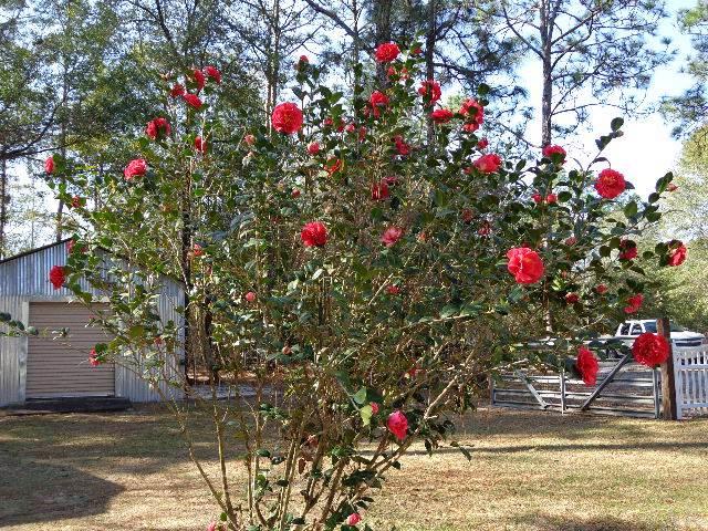 7036 Tee-Don Road Harold, FL 32564 - Photo 35 of 44 Gallery Image 35
