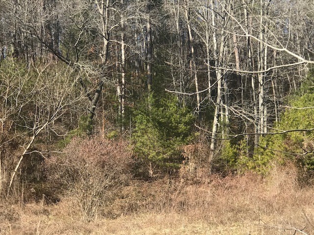 44 Little Cove Church Road Sevierville, TN 37862 - Photo 3 of 8 Gallery Image 3