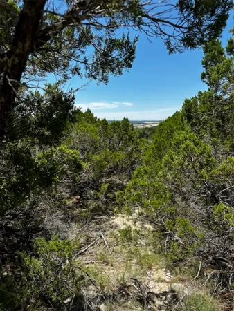 a view of a tree in a yard