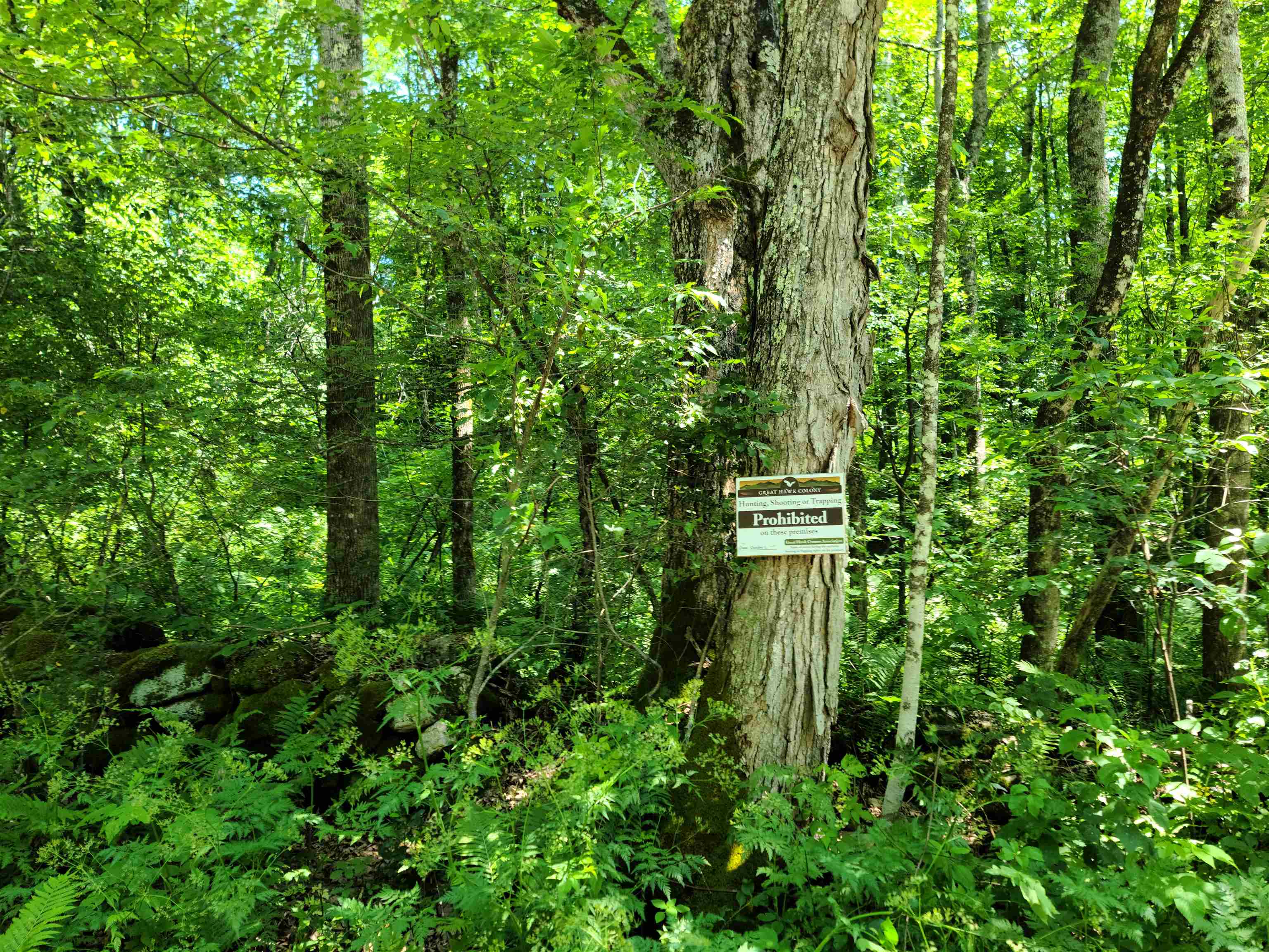 868 Maple Hill, Unit T6 (TARBETT SECTOR) Rochester, VT 05767 - Photo 2 of 7
