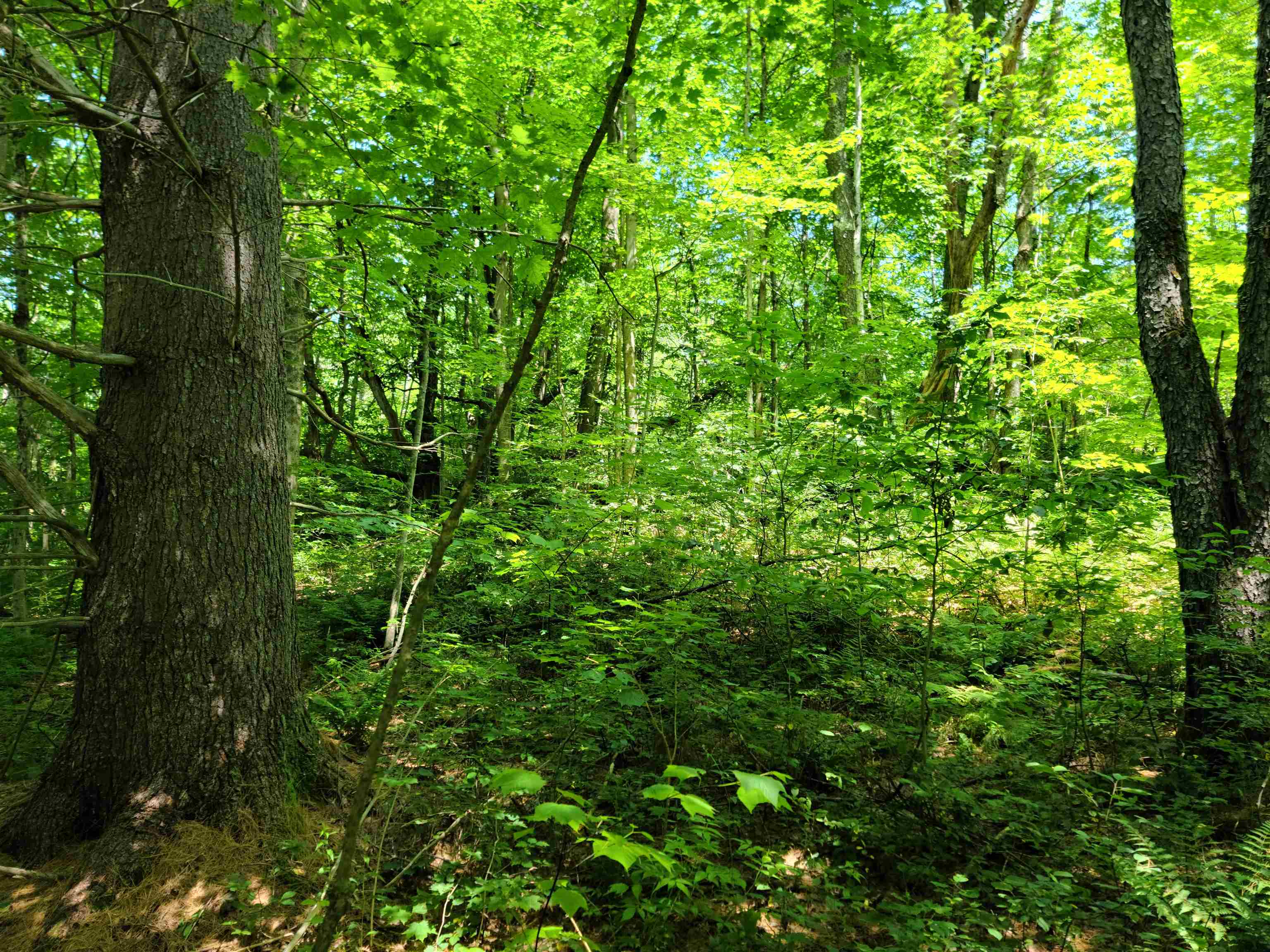 868 Maple Hill, Unit T6 (TARBETT SECTOR) Rochester, VT 05767 - Photo 3 of 7