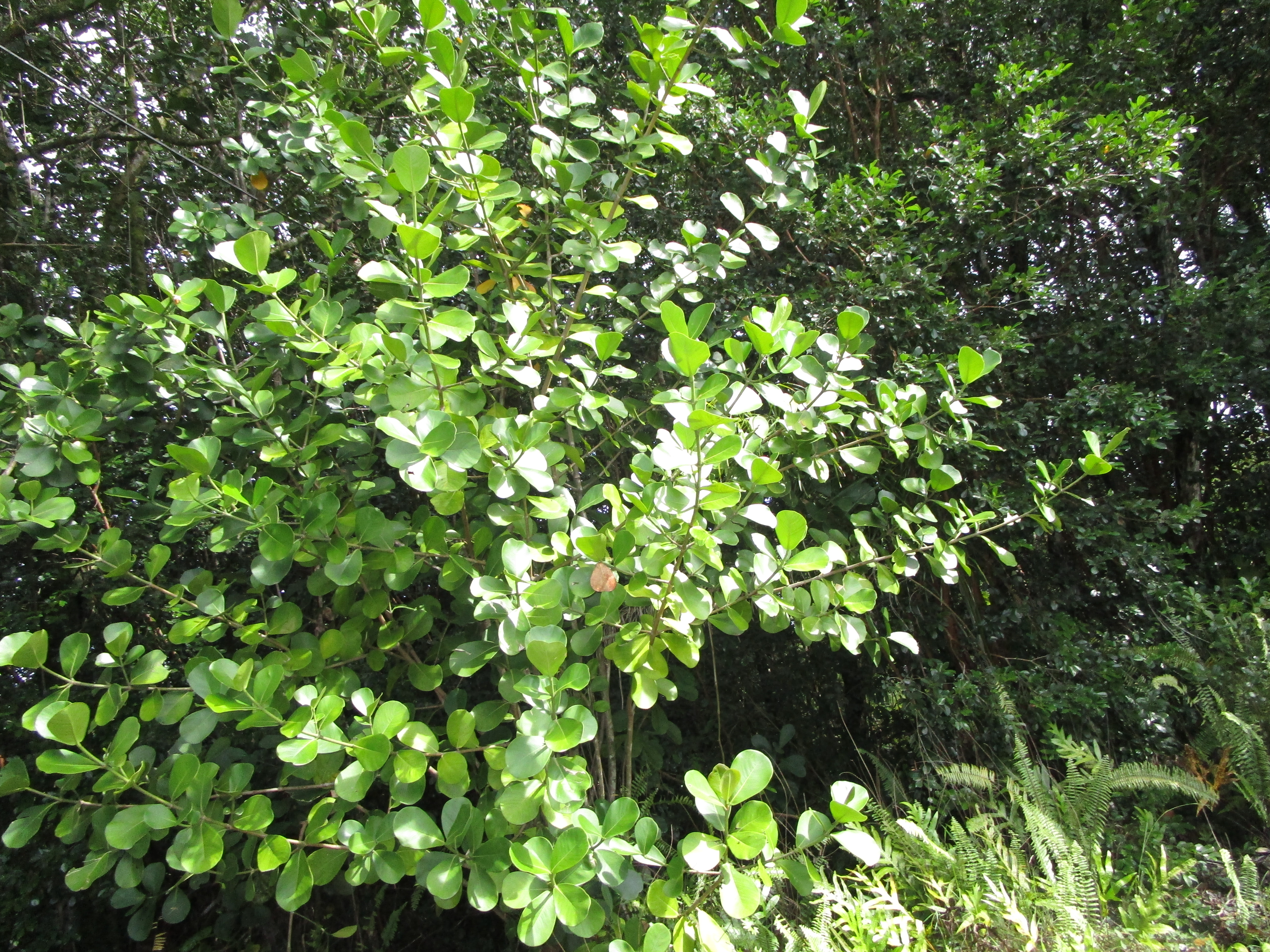 138 Ama U Road Keaau, HI 96749 - Photo 1 of 3 Gallery Image 1