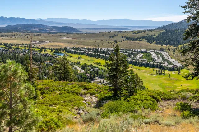 a view of a bunch of plants and trees