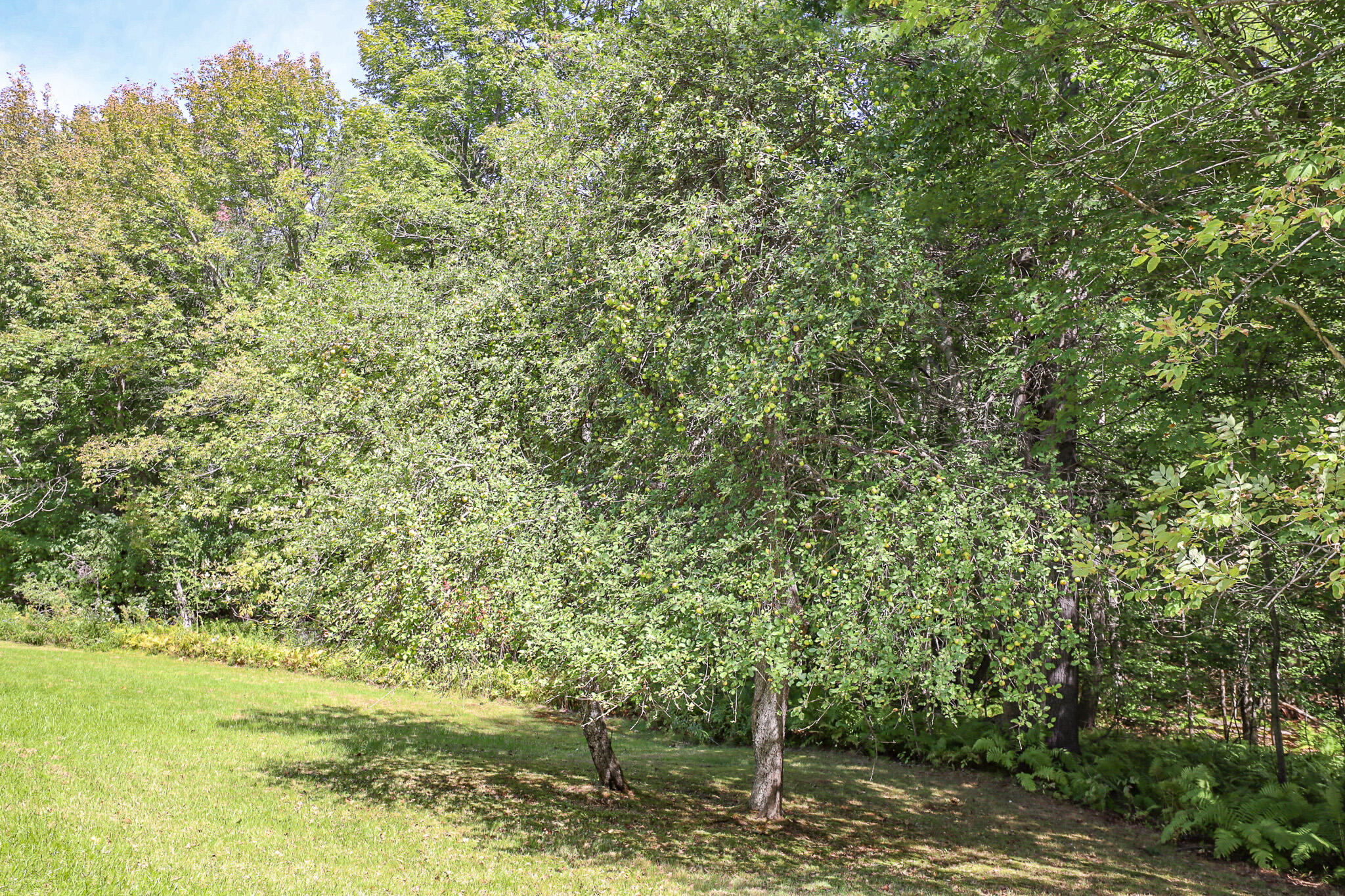 10 Paradis Road Peru, ME 04290 - Photo 27 of 34 447A0258