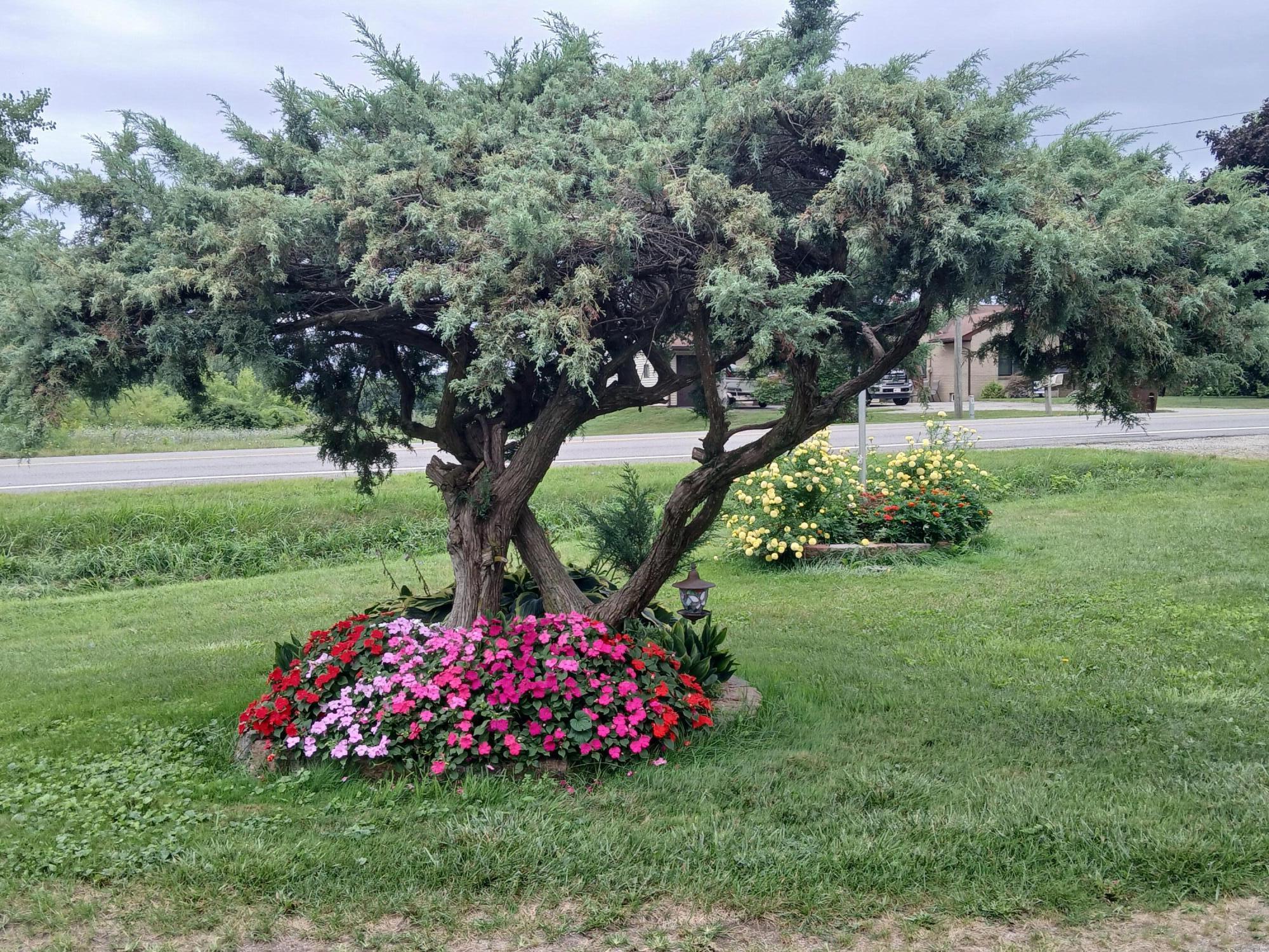 2489 10 Mile Road Northwest Sparta, MI 49345 - Photo 36 of 52 Front bush flowers