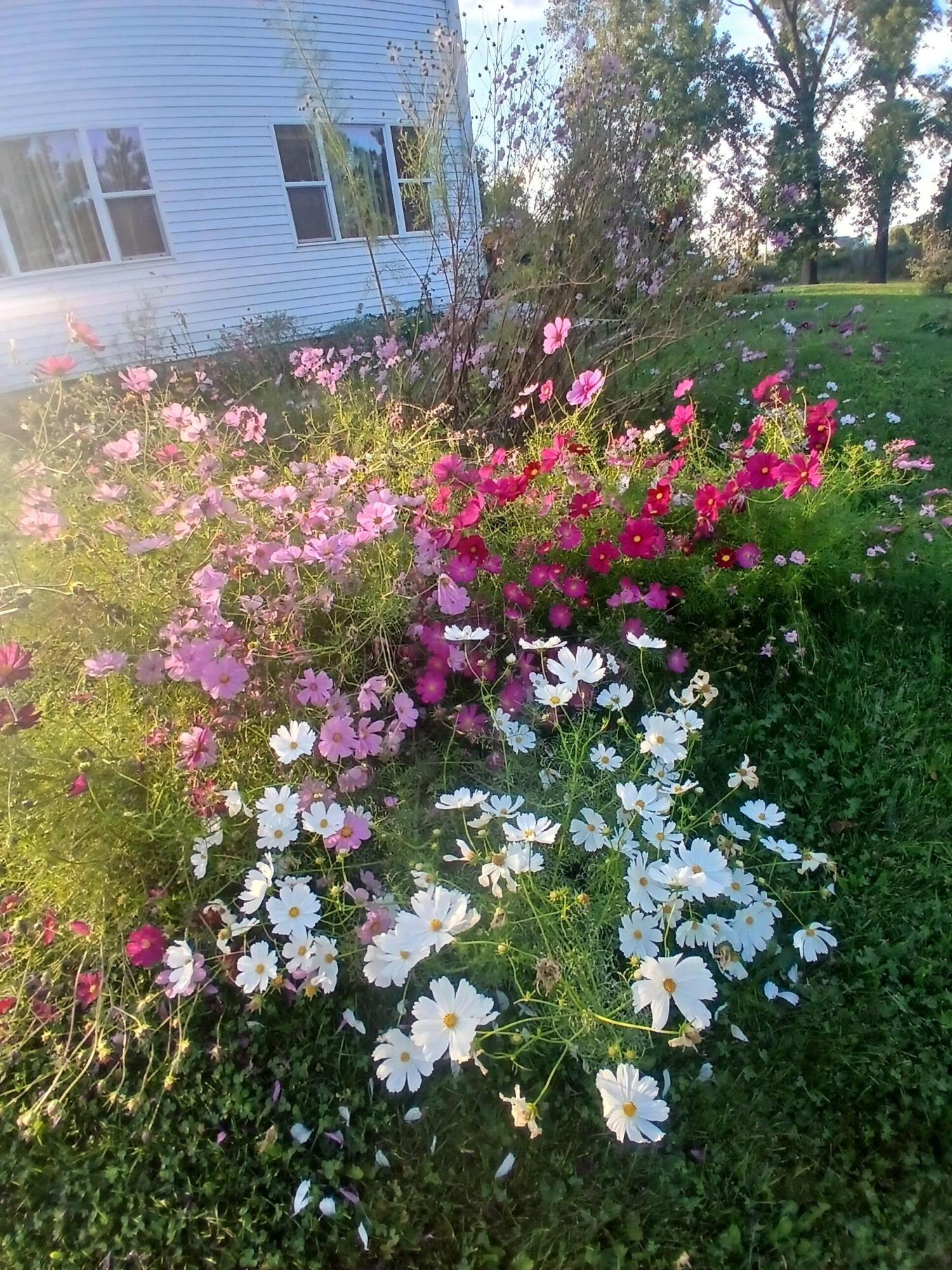 2489 10 Mile Road Northwest Sparta, MI 49345 - Photo 50 of 52 home east side wild flowers