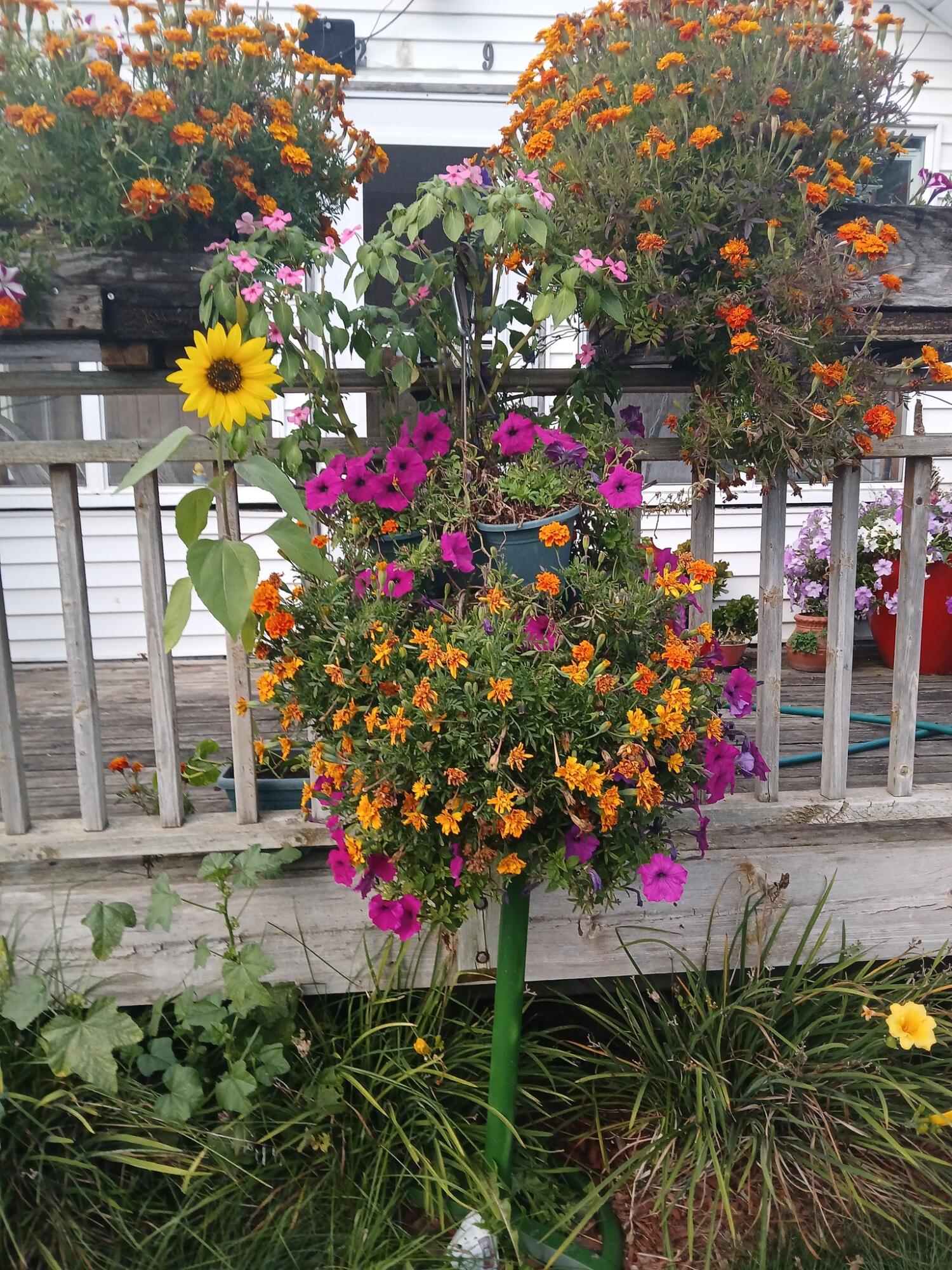 2489 10 Mile Road Northwest Sparta, MI 49345 - Photo 51 of 52 home front deck fall plants