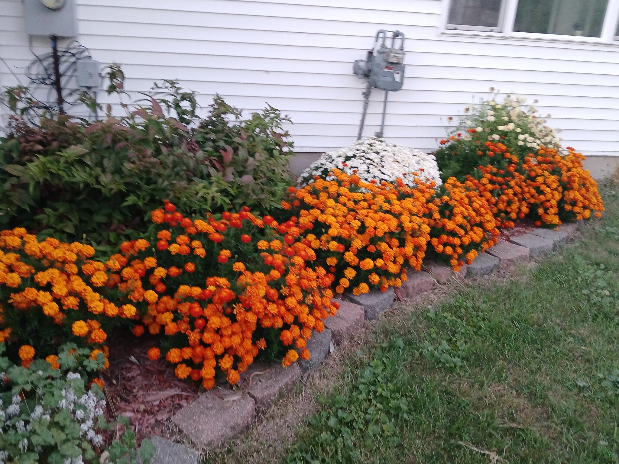 2489 10 Mile Road Northwest Sparta, MI 49345 - Photo 52 of 52 home front east corner fall