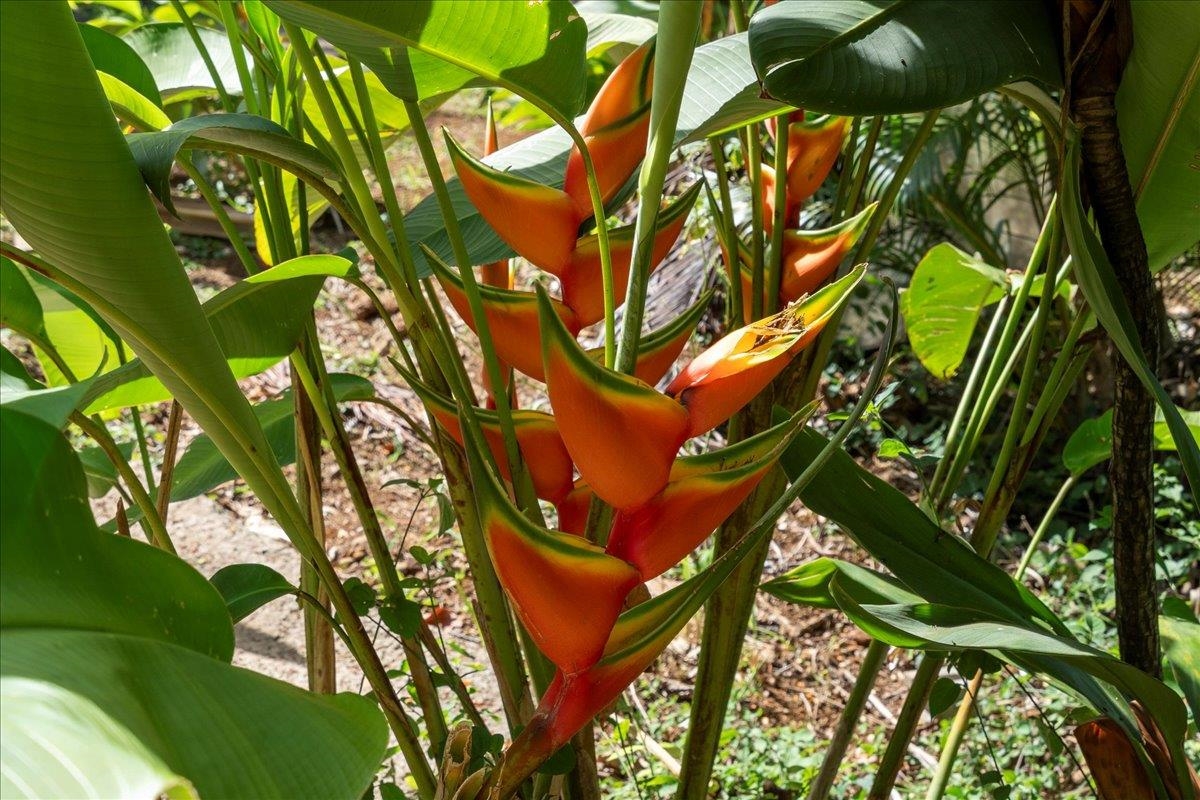 265 Hahana Road Haiku, HI 96708 - Photo 44 of 48 a backyard of a house with lots of trees