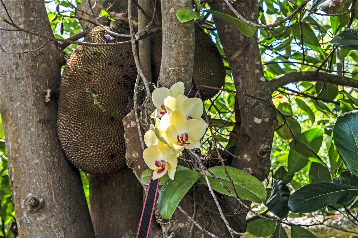 265 Hahana Road Haiku, HI 96708 - Photo 46 of 48 a close up of a flower in a garden
