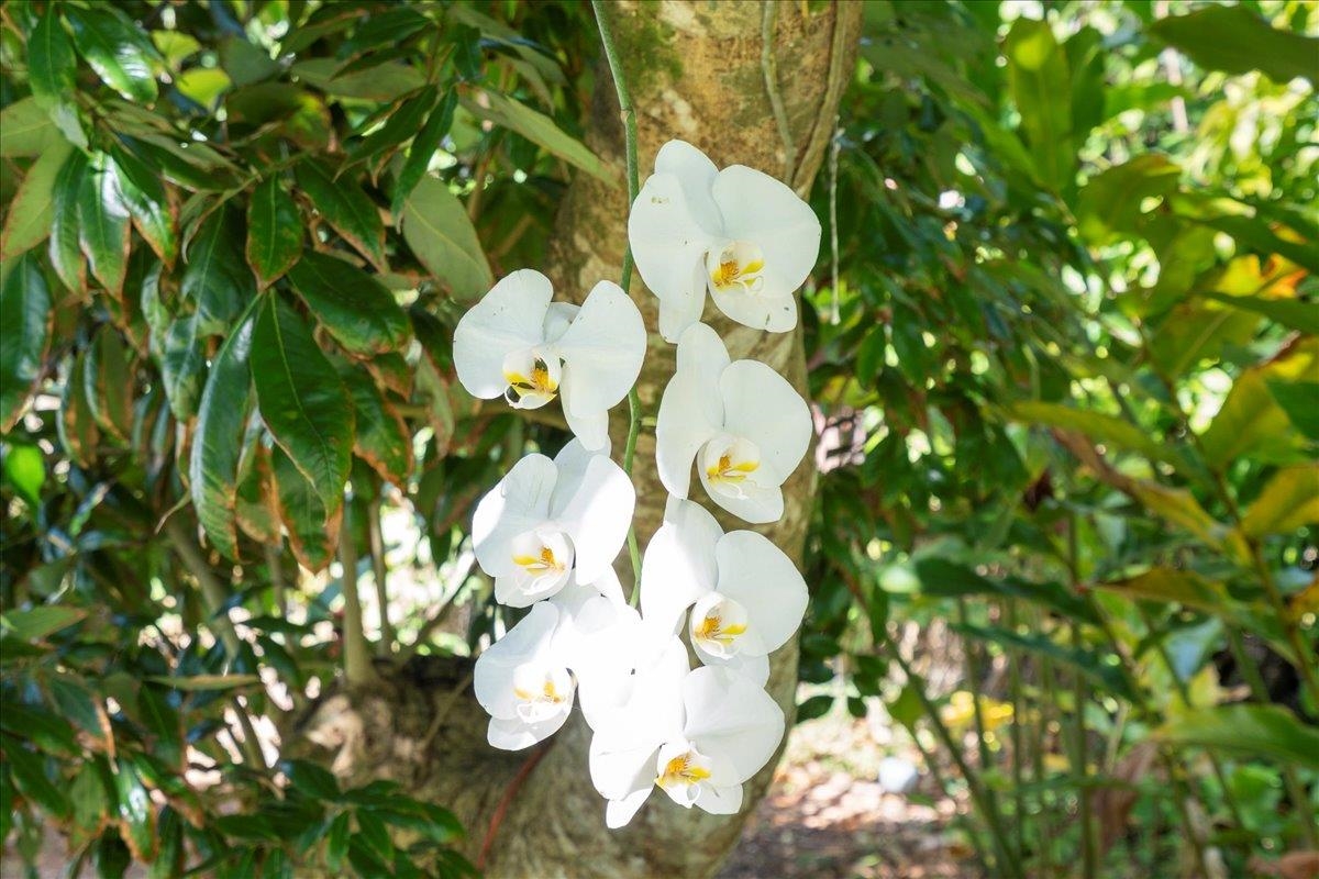 265 Hahana Road Haiku, HI 96708 - Photo 48 of 48 a close up of a flower in a garden