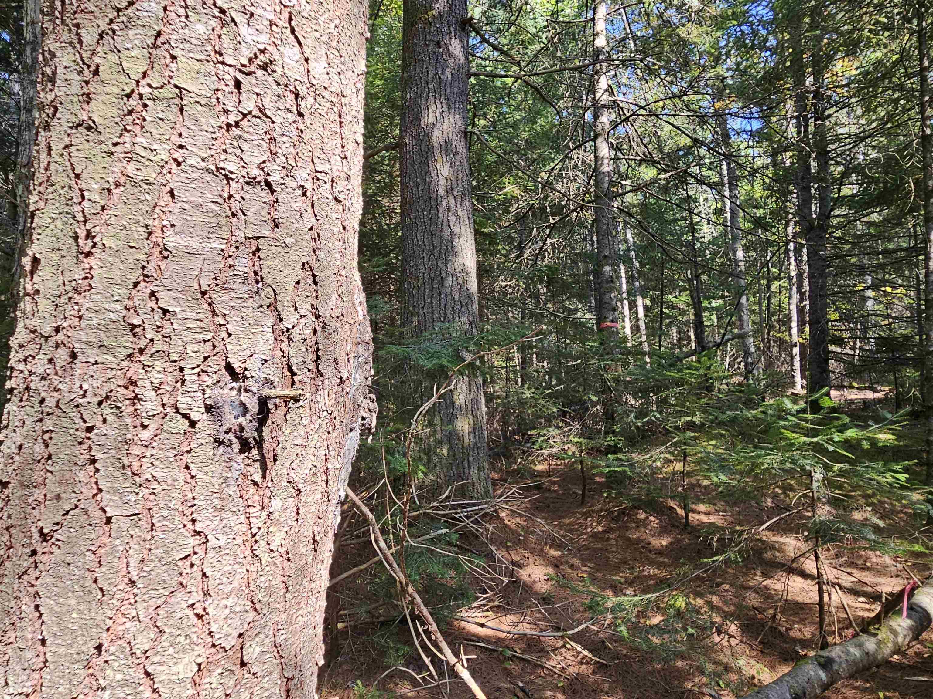 1476 Profile Road Franconia, NH 03580 - Photo 8 of 12