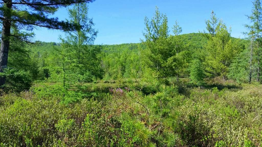 Tbd Parlin Road Phillips, ME 04966 - Photo 2 of 9 Another view across the marsh with...