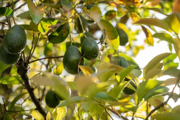 $10,050,000 | 5111 Weke Road, Hanalei, HI 96714