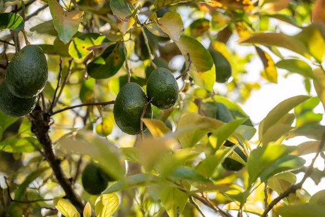 $10,500,000 | 5111 Weke Road, Hanalei, HI 96714