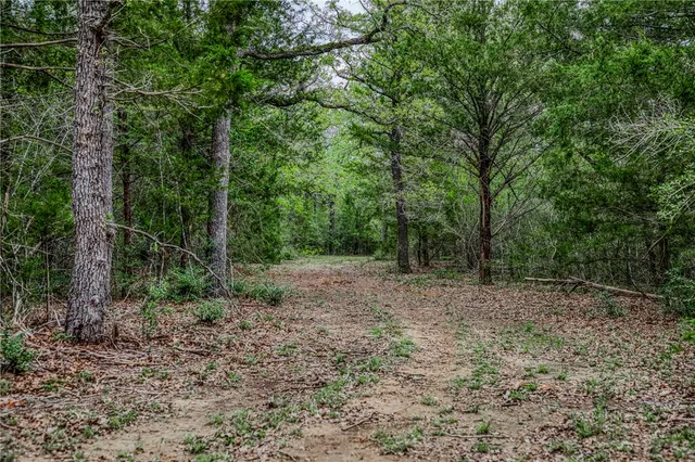 a view of a yard with large trees
