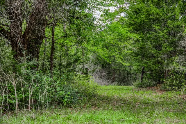 a view of a lush green forest