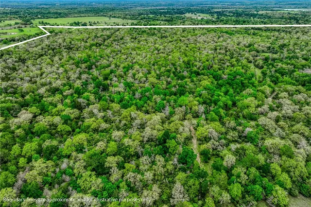 a view of a lush green forest